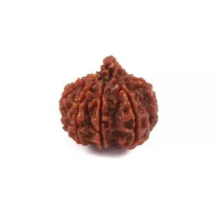 9 mukhi